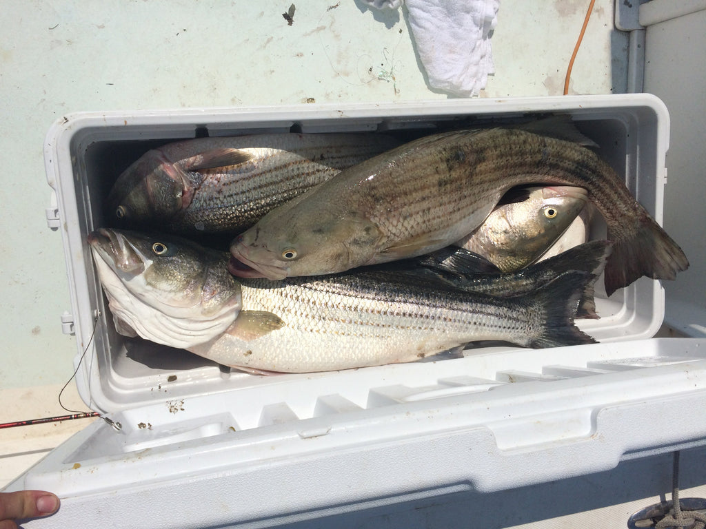 Top Striped Bass Fishing Lures According to ChatGPT